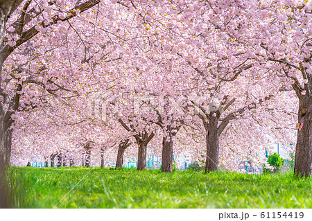 千曲川桜堤　八重桜　桜並木　【長野県】 61154419