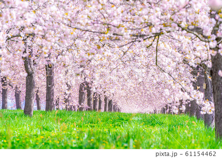 千曲川桜堤　八重桜　桜並木　【長野県】 61154462