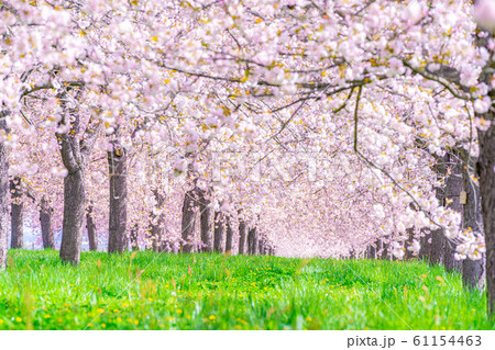 千曲川桜堤　八重桜　桜並木　【長野県】 61154463