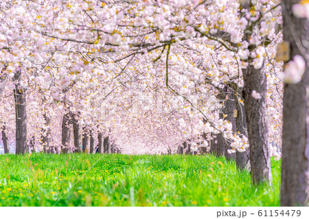 千曲川桜堤 八重桜 桜並木 【長野県】 千曲川桜堤 八重桜 桜並木 【長野県】 61154479