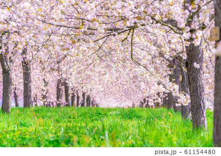 千曲川桜堤 八重桜 桜並木 【長野県】 千曲川桜堤 八重桜 桜並木 【長野県】 61154480