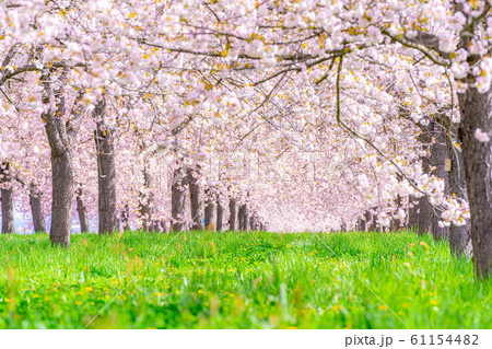 千曲川桜堤 八重桜 桜並木 【長野県】 千曲川桜堤 八重桜 桜並木 【長野県】 61154482