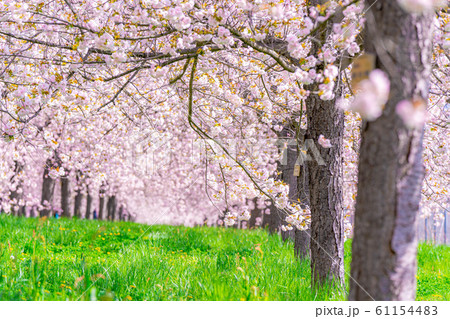 千曲川桜堤 八重桜 桜並木 【長野県】 千曲川桜堤 八重桜 桜並木 【長野県】 61154483