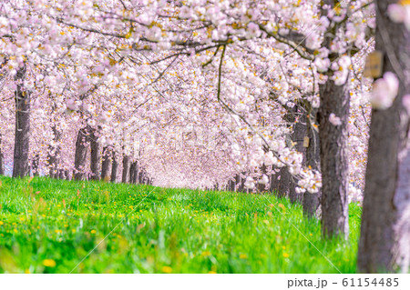 千曲川桜堤　八重桜　桜並木　【長野県】 61154485