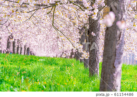 千曲川桜堤 八重桜 桜並木 【長野県】 千曲川桜堤 八重桜 桜並木 【長野県】 61154486