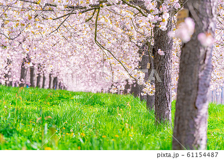 千曲川桜堤 八重桜 桜並木 【長野県】 千曲川桜堤 八重桜 桜並木 【長野県】 61154487