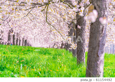 千曲川桜堤　八重桜　桜並木　【長野県】 61154492