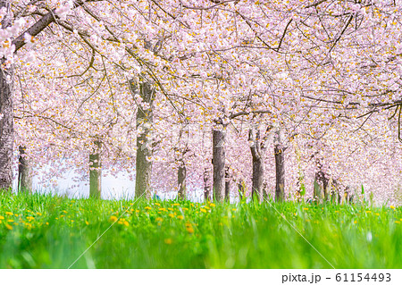 千曲川桜堤　八重桜　桜並木　【長野県】 61154493