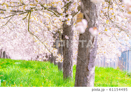 千曲川桜堤　八重桜　桜並木　【長野県】 61154495