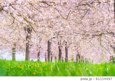 千曲川桜堤 八重桜 桜並木 【長野県】 千曲川桜堤 八重桜 桜並木 【長野県】 61154497