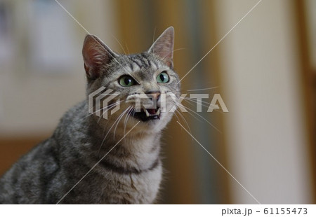 ニャー ニャー 61155473