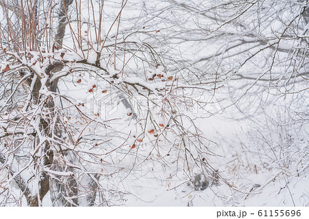 雪が積もった残し柿　福島県磐梯町 61155696