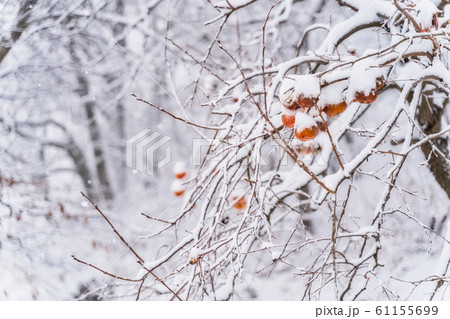 雪が積もった残し柿 福島県磐梯町 雪が積もった残し柿 福島県磐梯町 61155699