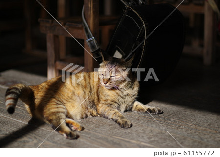 日差しの中の猫 61155772