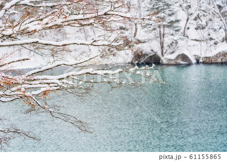 冬の五色沼（毘沙門沼）　福島県北塩原村 61155865
