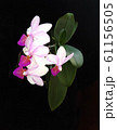 beautiful orchid blooming 61156505