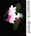 beautiful orchid blooming 61156506