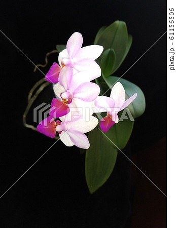 beautiful orchid blooming 61156506
