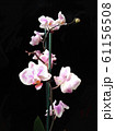 beautiful orchid blooming 61156508