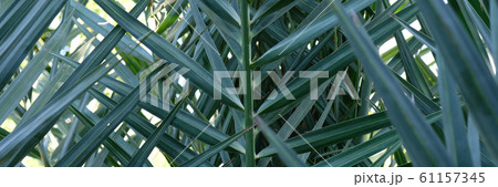 Tropical leaves, summer conept, green background. Tropical leaves, summer conept, green background. 61157345