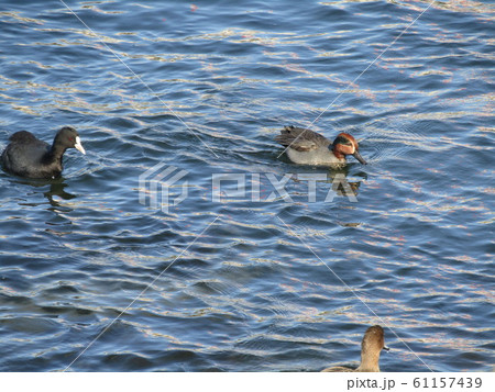 花見川河口の冬渡り鳥のコガモとオオバン 61157439