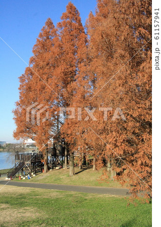 久喜菖蒲公園 61157941