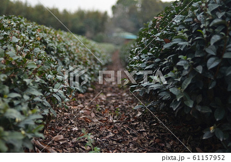 茶畑 茶畑 61157952