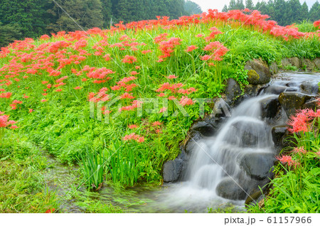 彼岸花の群生地、蓑沢彼岸花公園、栃木県、 彼岸花の群生地、蓑沢彼岸花公園、栃木県、 61157966