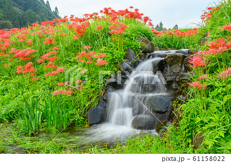 彼岸花の群生地 蓑沢彼岸花公園 栃木県 の写真素材