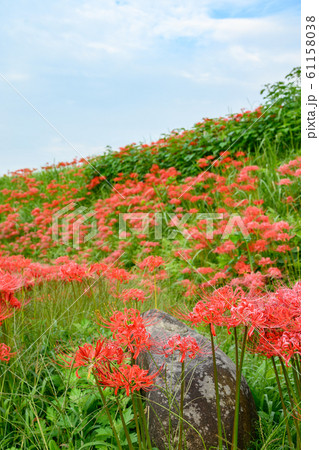 彼岸花の群生地、蓑沢彼岸花公園、栃木県、 彼岸花の群生地、蓑沢彼岸花公園、栃木県、 61158038