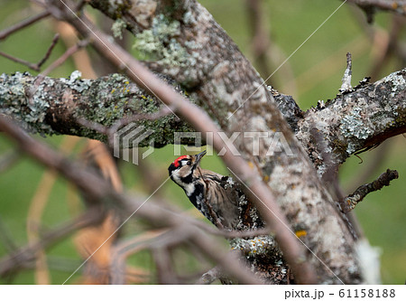 Woodpecker picidae closeup profile view over trunk Woodpecker picidae closeup profile view over trunk 61158188