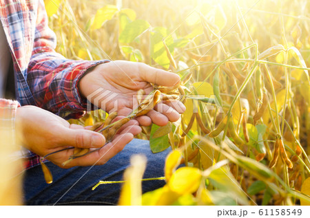 Harvest ready soy pods in farmer hands on field Harvest ready soy pods in farmer hands on field 61158549