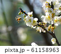 蕾 つぼみ 双葉 61158963