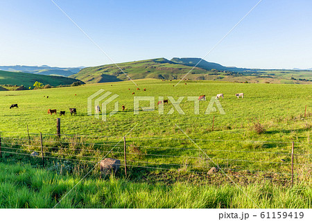 Farmlands Mountains Cattle Animals Summer 61159419