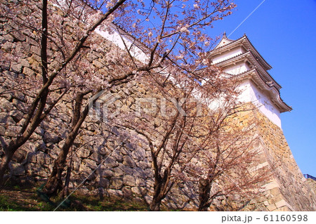 明石城（兵庫県　明石市）に咲く桜 61160598