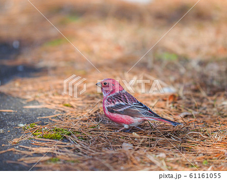 オオマシコ 61161055