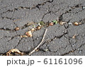 溝に埋まるどんくり 61161096