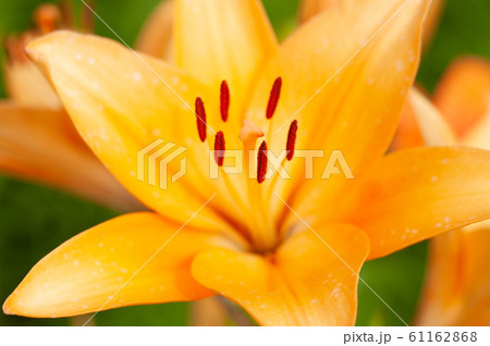 百合の花 百合の花 61162868