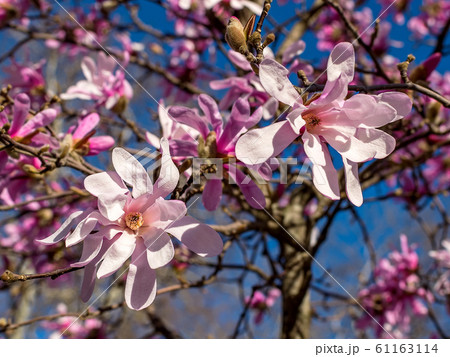 Beautiful pink magnolia flowers on a background of blossoming magnolia tree. Beautiful pink magnolia flowers on a background of blossoming magnolia tree. 61163114
