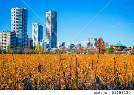 冬の不忍池の風景 タグ：冬, 不忍池, 風景, 景色 61163180