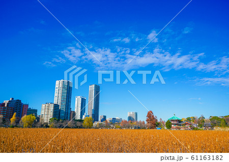 冬の不忍池の風景 タグ：冬, 不忍池, 風景, 景色 61163182