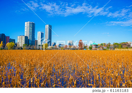 冬の不忍池の風景 タグ：冬, 不忍池, 風景, 景色 61163183