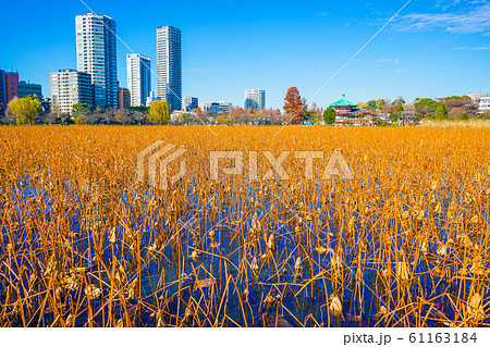 冬の不忍池の風景 タグ:冬, 不忍池, 風景, 景色 冬の不忍池の風景 タグ:冬, 不忍池, 風景, 景色 61163184
