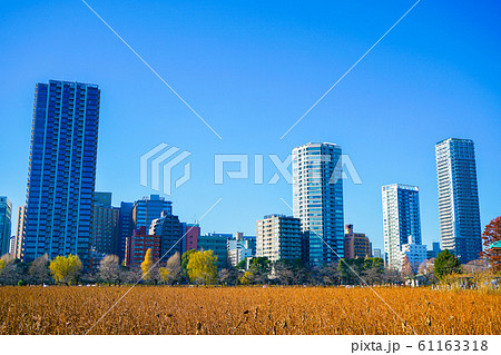 冬の不忍池の風景 61163318