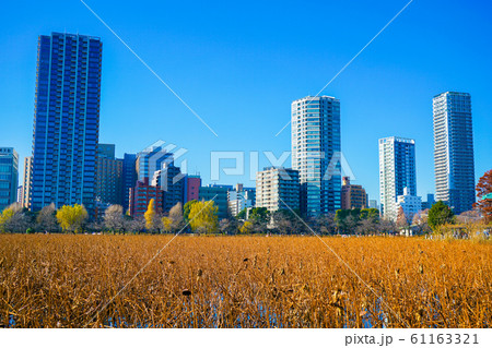 冬の不忍池の風景 61163321