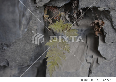 太魯閣 魯閣 タロコ 61165571