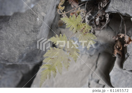 太魯閣 魯閣 タロコ 61165572