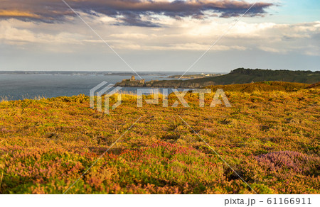 heather fields on cap frehel in romantic travel 61166911