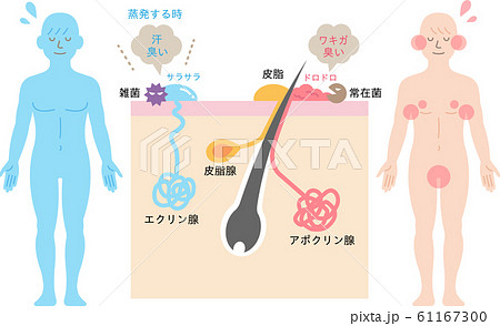 体臭の原因と汗腺 肌の断面図 体臭の原因と汗腺 肌の断面図 61167300