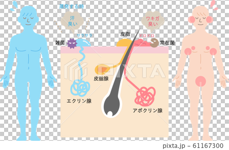 体臭の原因と汗腺 肌の断面図 体臭の原因と汗腺 肌の断面図 61167300